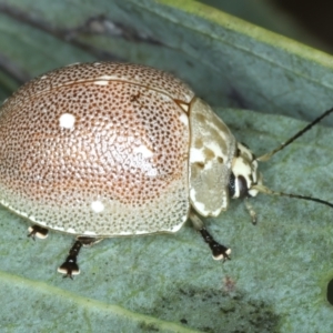 Paropsis aegrota at Pinbeyan, NSW - 13 Feb 2022 01:30 PM