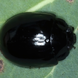 Paropsisterna morio at Pinbeyan, NSW - 13 Feb 2022 01:36 PM