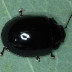 Paropsisterna morio at Pinbeyan, NSW - 13 Feb 2022 01:36 PM