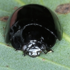 Paropsisterna morio at Pinbeyan, NSW - 13 Feb 2022 01:36 PM