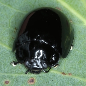 Paropsisterna morio at Pinbeyan, NSW - 13 Feb 2022