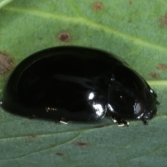 Paropsisterna morio at Pinbeyan, NSW - 13 Feb 2022 01:36 PM