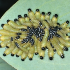 Perginae sp. (subfamily) (Unidentified pergine sawfly) at Talbingo, NSW - 13 Feb 2022 by jb2602