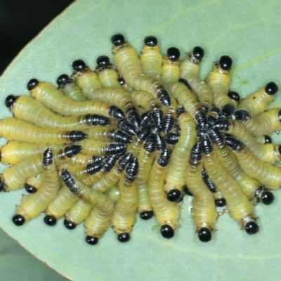 Perginae sp. (subfamily) (Unidentified pergine sawfly) at Talbingo, NSW - 13 Feb 2022 by jb2602