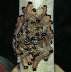 Pergidae sp. (family) at Talbingo, NSW - 13 Feb 2022