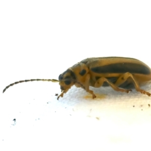 Xanthogaleruca luteola at Tumut, NSW - 13 Feb 2022