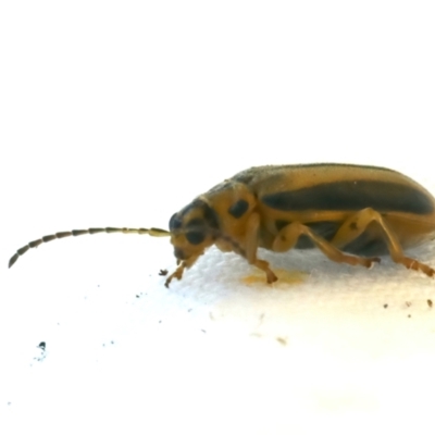 Xanthogaleruca luteola (Elm leaf beetle) at Tumut, NSW - 13 Feb 2022 by jb2602