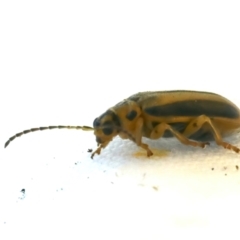 Xanthogaleruca luteola (Elm leaf beetle) at Tumut, NSW - 12 Feb 2022 by jb2602