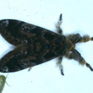 Orgyia anartoides at Tumut, NSW - 12 Feb 2022 09:34 PM