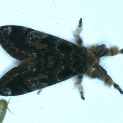 Orgyia anartoides (Painted Apple Moth) at Tumut, NSW - 12 Feb 2022 by jb2602