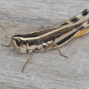 Macrotona australis at Conder, ACT - 1 Feb 2022 03:31 PM