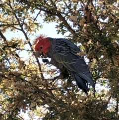 Callocephalon fimbriatum (Gang-gang Cockatoo) at Mount Painter - 16 Feb 2022 by CathB