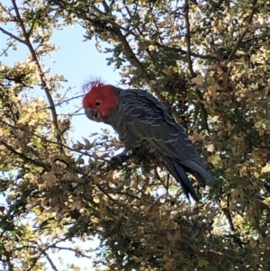 Callocephalon fimbriatum at Cook, ACT - 16 Feb 2022