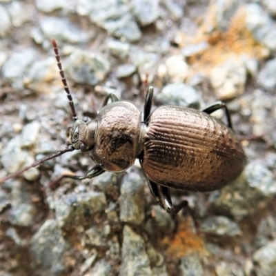 Adelium pustulosum (Darkling beetle) at Cook, ACT - 1 Feb 2022 by CathB