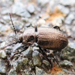 Adelium pustulosum at Cook, ACT - 2 Feb 2022 08:44 AM