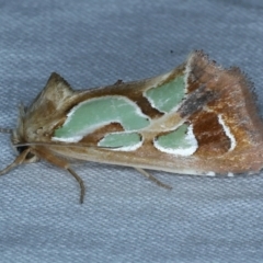 Cosmodes elegans (Green Blotched Moth) at Tumut, NSW - 13 Feb 2022 by jb2602