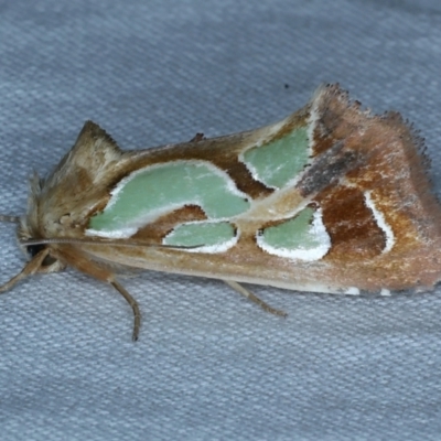 Cosmodes elegans (Green Blotched Moth) at Tumut, NSW - 13 Feb 2022 by jb2602