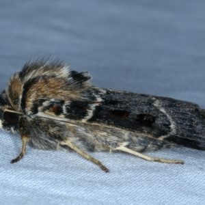 Proteuxoa sanguinipuncta at Tumut, NSW - 12 Feb 2022 09:48 PM