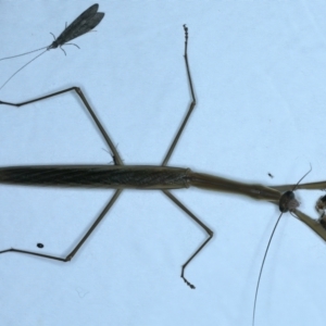 Tenodera australasiae at Tumut, NSW - 13 Feb 2022 09:51 PM