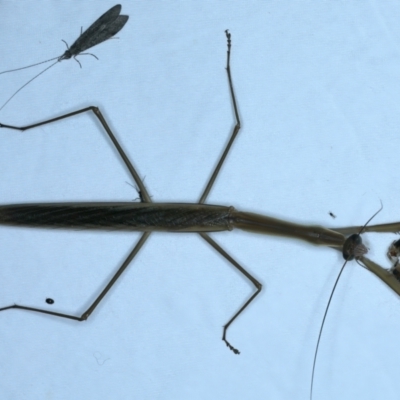 Unidentified Praying mantis (Mantodea) at Tumut, NSW - 13 Feb 2022 by jb2602