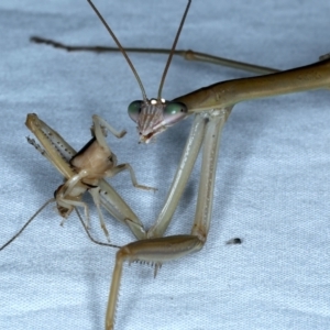 Tenodera australasiae at Tumut, NSW - 13 Feb 2022 09:51 PM