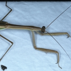 Tenodera australasiae at Tumut, NSW - 13 Feb 2022 09:51 PM