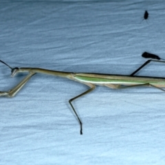 Tenodera australasiae at Tumut, NSW - 13 Feb 2022 09:51 PM