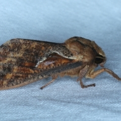 Elhamma australasiae (A Swift or Ghost moth (Hepialidae)) at Tumut, NSW - 11 Feb 2022 by jb2602