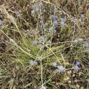 Eryngium ovinum at Macgregor, ACT - 28 Jan 2022