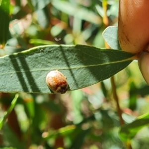 Paropsisterna m-fuscum at Isaacs, ACT - 16 Feb 2022 02:09 PM