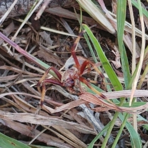 Salsa fuliginata at Molonglo Valley, ACT - 14 Feb 2022