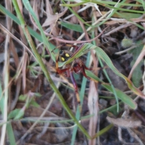 Salsa fuliginata at Molonglo Valley, ACT - 14 Feb 2022