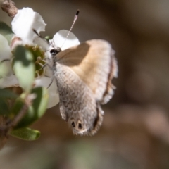 Nacaduba biocellata (Two-spotted Line-Blue) at Namadgi National Park - 8 Feb 2022 by SWishart