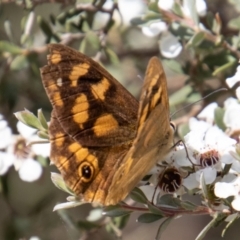 Heteronympha solandri (Solander's Brown) at Paddys River, ACT - 9 Feb 2022 by SWishart