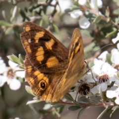 Heteronympha solandri (Solander's Brown) at Paddys River, ACT - 8 Feb 2022 by SWishart