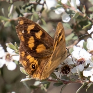 Heteronympha solandri at Paddys River, ACT - 9 Feb 2022