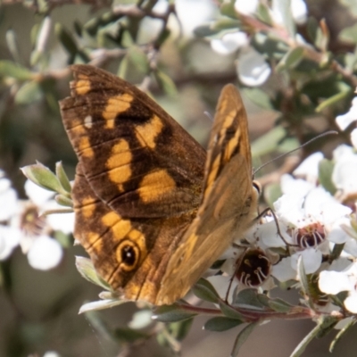 Heteronympha solandri (Solander's Brown) at Paddys River, ACT - 9 Feb 2022 by SWishart