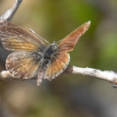 Neolucia agricola (TBC) at Cotter River, ACT - 9 Feb 2022 by SWishart