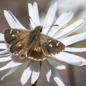 Anisynta monticolae at Paddys River, ACT - 9 Feb 2022