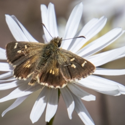 Anisynta monticolae (Montane grass-skipper) at Paddys River, ACT - 9 Feb 2022 by SWishart