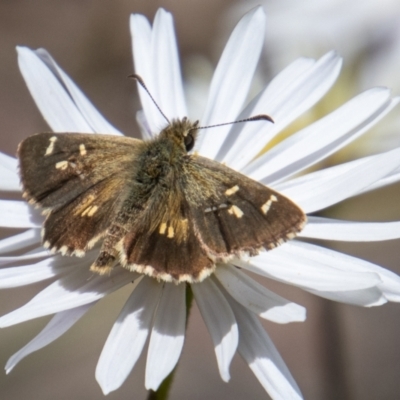 Anisynta monticolae (Montane grass-skipper) at Tidbinbilla Nature Reserve - 9 Feb 2022 by SWishart