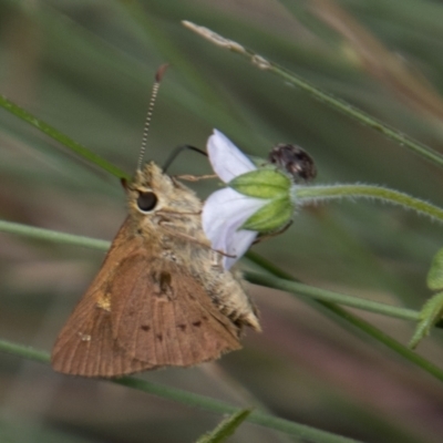 Timoconia flammeata (Bright Shield-skipper) at Paddys River, ACT - 9 Feb 2022 by SWishart