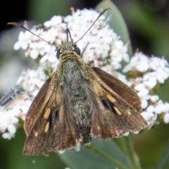 Timoconia flammeata (Bright Shield-skipper) at Paddys River, ACT - 9 Feb 2022 by SWishart