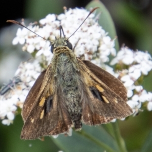 Timoconia flammeata at Paddys River, ACT - 9 Feb 2022