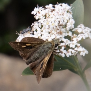 Timoconia flammeata at Paddys River, ACT - 9 Feb 2022