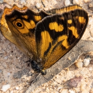 Heteronympha banksii at Paddys River, ACT - suppressed