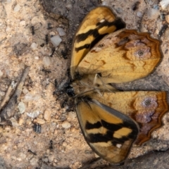 Heteronympha banksii at Paddys River, ACT - suppressed