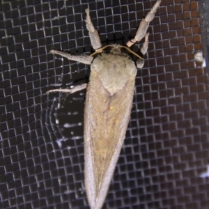 Elhamma australasiae at Moruya, NSW - suppressed