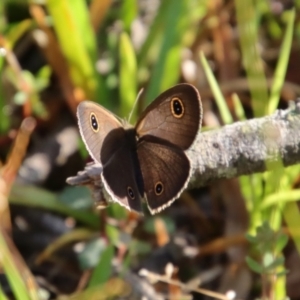 Ypthima arctous at Moruya, NSW - 16 Feb 2022