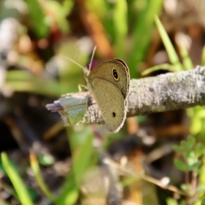 Ypthima arctous at Moruya, NSW - 16 Feb 2022